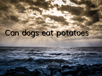 Can dogs eat potatoes?