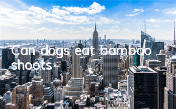 Can dogs eat bamboo shoots?