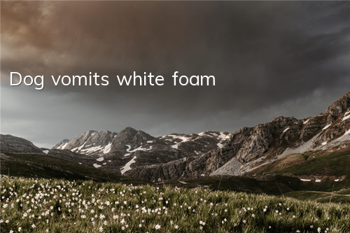 TDog vomits white foam