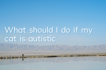 What should I do if my cat is autistic?