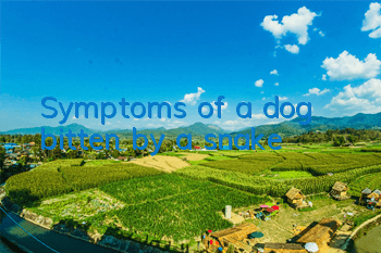 Symptoms of a dog bitten by a snake