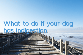 TWhat to do if your dog has indigestion?
