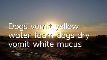 Dogs vomit yellow water foam, dogs dry vomit white mucus