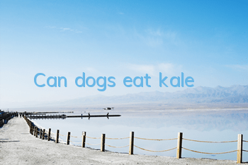 Can dogs eat kale?