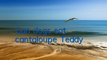 TCan dogs eat cantaloupe? Teddy