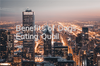 Benefits of Dogs Eating Quail