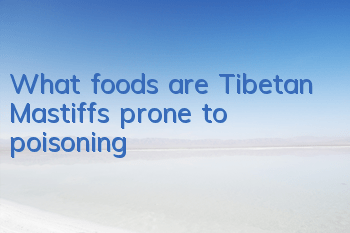 What foods are Tibetan Mastiffs prone to poisoning?