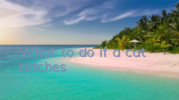 What to do if a cat retches