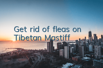 Get rid of fleas on Tibetan Mastiff