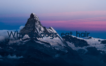 Why do dogs eat hair?