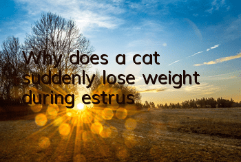 Why does a cat suddenly lose weight during estrus?