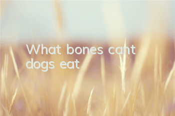 What bones can’t dogs eat?