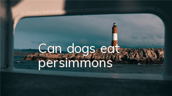 Can dogs eat persimmons?