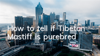 How to tell if Tibetan Mastiff is purebred