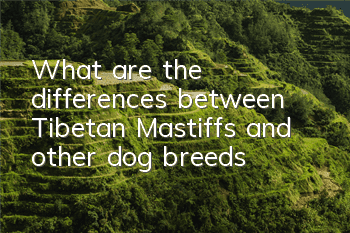 What are the differences between Tibetan Mastiffs and other dog breeds?