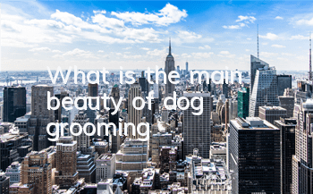 TWhat is the main “beauty” of dog grooming?