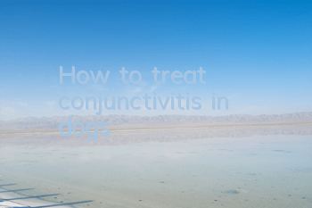 THow to treat conjunctivitis in dogs?