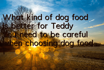 What kind of dog food is better for Teddy? You need to be careful when choosing dog food for Teddy