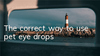 The correct way to use pet eye drops