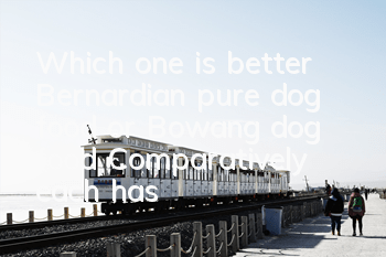 Which one is better, Bernardian pure dog food or Bowang dog food? Comparatively, each has its own advantages.