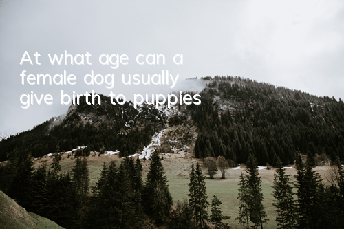 At what age can a female dog usually give birth to puppies?
