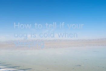 How to tell if your dog is cold when sleeping