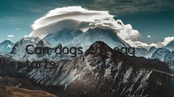 Can dogs eat egg tarts?