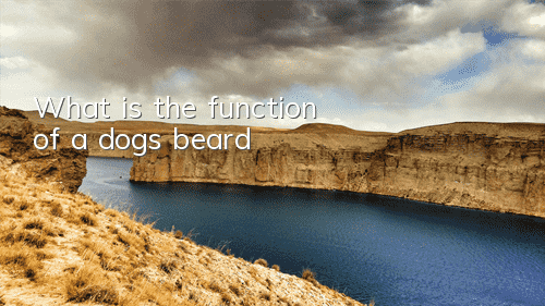 What is the function of a dog’s beard?