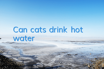 TCan cats drink hot water?