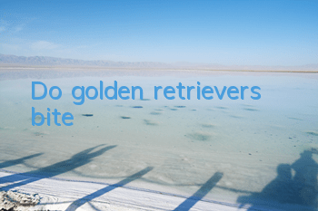 TDo golden retrievers bite?