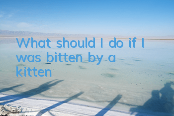 What should I do if I was bitten by a kitten?
