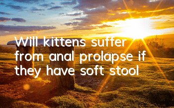 Will kittens suffer from anal prolapse if they have soft stool?