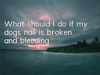TWhat should I do if my dog’s nail is broken and bleeding?