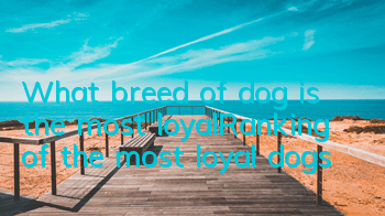 What breed of dog is the most loyal_Ranking of the most loyal dogs