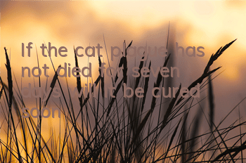 If the cat plague has not died for seven days, will it be cured soon?