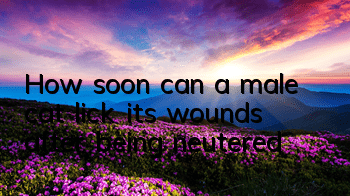 How soon can a male cat lick its wounds after being neutered?