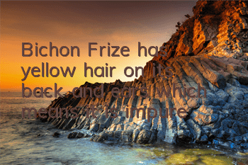 Bichon Frize has yellow hair on its back and ears, which means it is impure