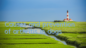 TCauses and prevention of arthritis in dogs