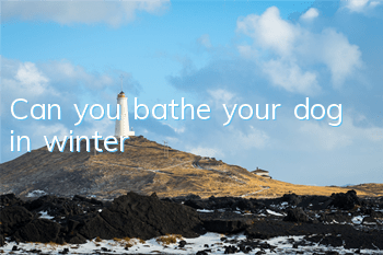 TCan you bathe your dog in winter?