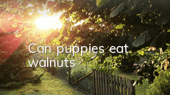 Can puppies eat walnuts?