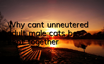 TWhy can’t unneutered adult male cats be kept together?