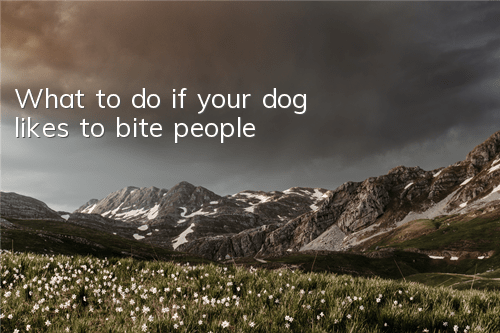 What to do if your dog likes to bite people