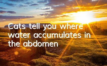 TCats tell you where water accumulates in the abdomen