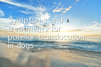 TSymptoms and treatments for patellar translocation in dogs