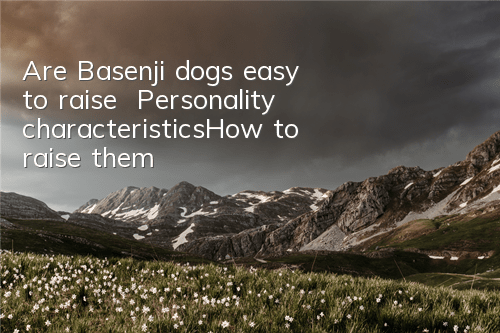 Are Basenji dogs easy to raise | Personality characteristics_How to raise them?