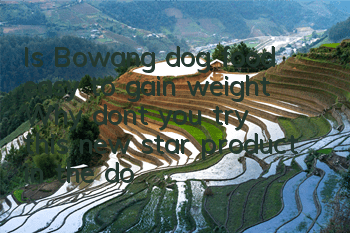 Is Bowang dog food easy to gain weight? Why don’t you try this new star product in the dog food industry?