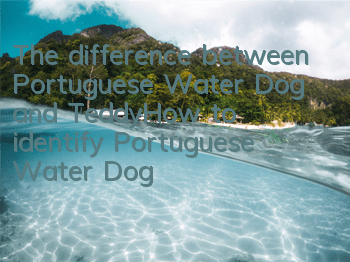 The difference between Portuguese Water Dog and Teddy_How to identify Portuguese Water Dog?