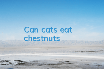 TCan cats eat chestnuts?
