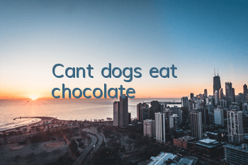 Can’t dogs eat chocolate?