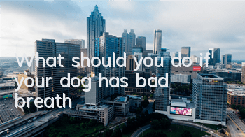 What should you do if your dog has bad breath?